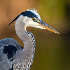 Close-up profile of a Great Blue Heron (1)