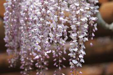 垂れ下がる藤の花