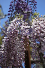 青空に映える藤の花