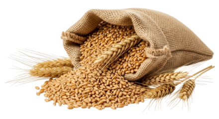 Sack of wheat spilling grains and ears of wheat on black background