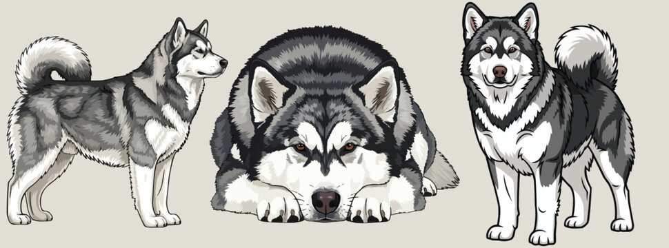 Alaskan Malamute dog cute pose set vector illustration