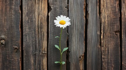Obraz premium Solitary Daisy Against Rustic Wooden Fence
