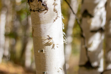 Birch trunk on a sunny day