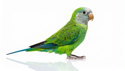 Parrotlet bird with bright green feathers small compact body curved beak miniature parrot isolated on white background
