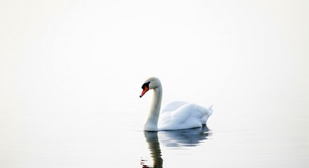 Obraz premium White swan gliding gracefully across a calm lake, its reflection shimmering in the water, creating a serene and elegant scene .
