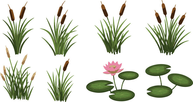 Aquatic Plants And Water Lily Collection cattail bulrush