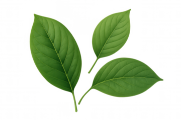 Vibrant green leaves with prominent veins isolated on a transparent background, offering versatile design possibilities