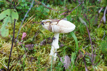mushroom on a tree with moss, forest details close-up