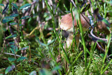 mushroom on a tree with moss, forest details close-up