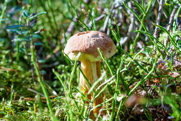 mushroom on a tree with moss, forest details close-up