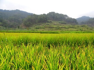 Une rizière vu d'en bas, Philippines