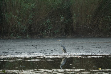 Czapla siwa (Ardea cinerea) – gatunek dużego ptaka wodnego z rodziny czaplowatych (Ardeidae). Zasiedla Europę, Azję i Afrykę. W Polsce średnio liczny ptak lęgowy, częściowo osiadły.