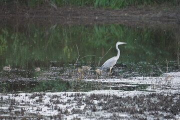 Czapla siwa (Ardea cinerea) – gatunek dużego ptaka wodnego z rodziny czaplowatych (Ardeidae). Zasiedla Europę, Azję i Afrykę. W Polsce średnio liczny ptak lęgowy, częściowo osiadły.