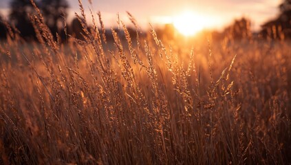 Golden grass field at sunset