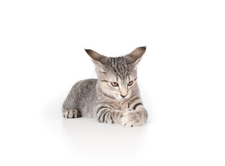 Isolated kitten with toy between paws. Full body of kitty cat lying and ears pointed back. Playful...