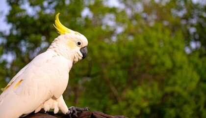 White cockatoo perched, yellow crest, blurred green background