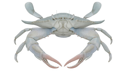 3d rendering blue crab 