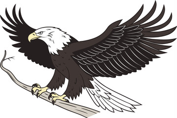 american bald eagle