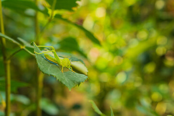 Young green grasshopper eating rose leaf sitting on it on blurred yellow, orange, green beautiful background with bokeh effect. Insect pests of garden plants, population control. Beauty in nature