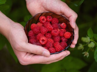 Person hands holding bowl full of ripe raspberries against nature background