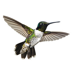 Obraz premium Black-Chinned Hummingbird Hovering with Wings Spread, isolated on transparent background