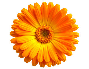 Assorted Cupcake Trio with Different Icing Colors, Top-Down Flat Lay, isolated on transparent background.jpg - Single Calendula Flower in Full Bloom, Top View, isolated on transparent backgroun