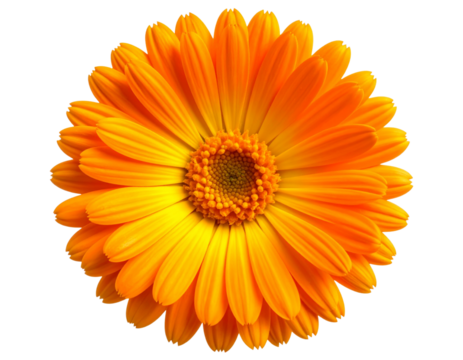 Assorted Cupcake Trio with Different Icing Colors, Top-Down Flat Lay, isolated on transparent background.jpg - Single Calendula Flower in Full Bloom, Top View, isolated on transparent backgroun