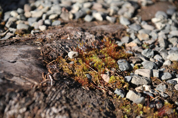 moss on the rocks