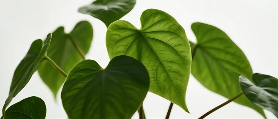 Fototapeta premium Green heartshaped leaves