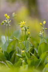 Blue-bead lily (Clintonia borealis)