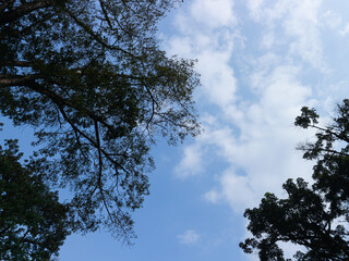 A view looking up at the sky, with the dark silhouettes of tall trees framing a bright blue sky dotted with fluffy white clouds on a clear day