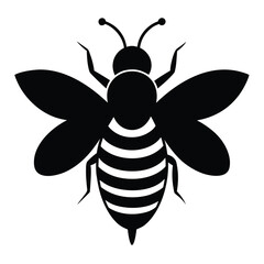 Black and white bee isolated on white background with wings spread