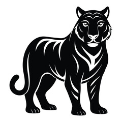 Black and white tiger isolated on white background with a long tail