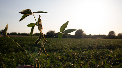 Soybean Plants Growing Under Sunlight in a Rural Field