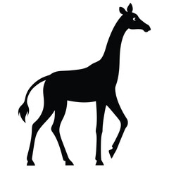 Giraffe walking isolated on white background with long neck and slender legs