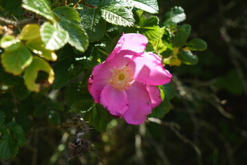 Dzika r&oacute;ża kwitnąca w parku