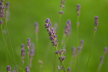Gałązki lawendy rosnące w ogrodzie