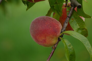 Owoc brzoskwini na gałęzi © Currentofimages