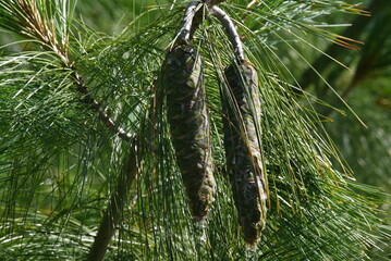 Szyszki rosnące na drzewie z kroplami żywicy © Currentofimages