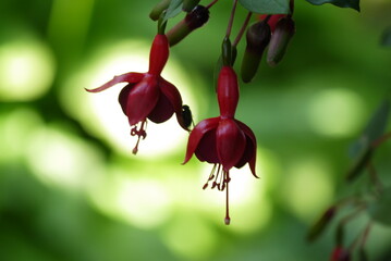 Kwitnąca fuksja na rozmazanym tle © Currentofimages