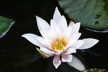 Biała lilia wodna na stawie