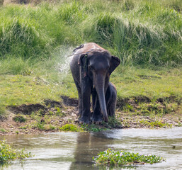 Fototapeta premium Mother Elephant and Calf Enjoying Water Spray in Chitwan