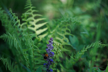  ray of sunshine hits a bush of green fern in a shady tropical forest. bumblebee flies collects nectar, pollinating purple sage flowers. Natural green wallpaper