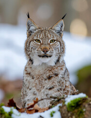 Obraz premium Closeup Portrait of a Majestic Eurasian Lynx in a Snowy Forest