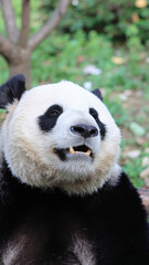 Obraz premium Closeup of a Giant Panda with its mouth open and teeth showing