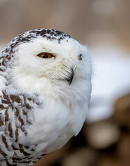 Obraz premium Snowy Owl Closeup A Majestic Portrait of a Bird of Prey