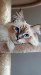 Relaxed Ragdoll Cat On Scratching Post