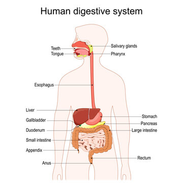 Human digestive system. Detailed diagram