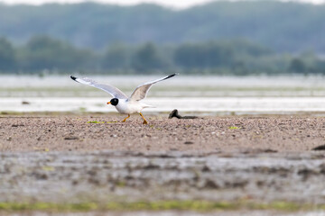 A brown-headed gull flying away inside Marine National Park on the outskirts of Jamnagar, Gujarat