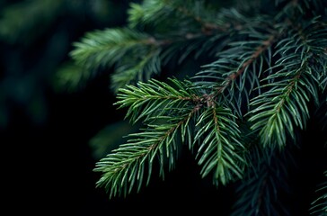 Fototapeta premium Close-Up of Spruce Tree Branches with Needles on Dark Background